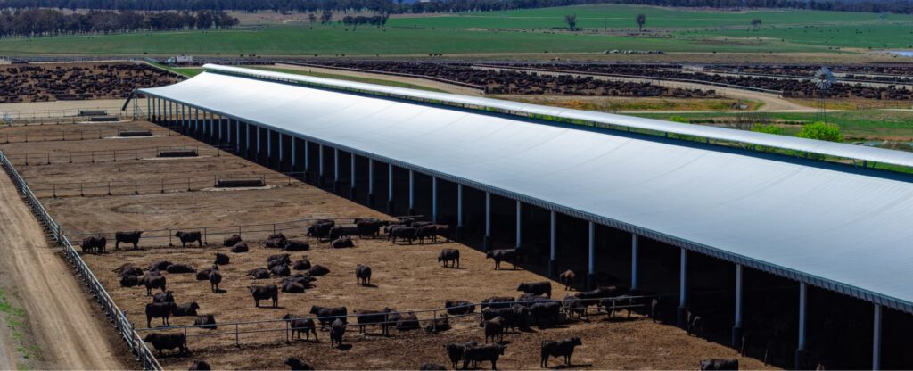 Ridgeback shade cover at Rangers Valley feedlot, designed and built by Entegra, sheltering beef cattle in pens beneath the steel structure