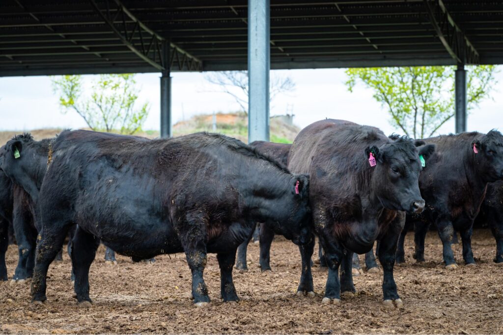 Ridgeback shade cover at Rangers Valley feedlot, designed and built by Entegra, sheltering beef cattle in pens beneath the steel structure