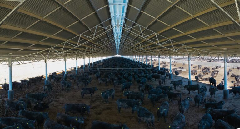 Ridgeback shade cover at Rangers Valley feedlot, designed and built by Entegra, sheltering beef cattle in pens beneath the steel structure