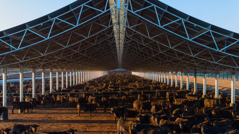 Ridgeback shade cover at Rangers Valley feedlot, designed and built by Entegra, sheltering beef cattle in pens beneath the steel structure