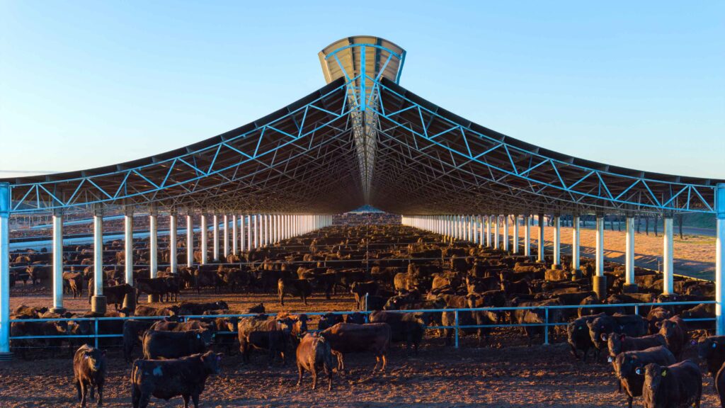 Ridgeback shade cover at Rangers Valley feedlot, designed and built by Entegra, sheltering beef cattle in pens beneath the steel structure